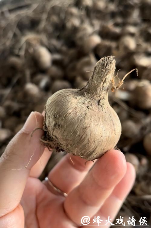 农业用上区块链,崇明藏红花有了“数字身份证” 农业用上区块链,崇明藏红花有了“数字身份证”